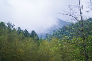 武夷山桐木关 正山小种的世界